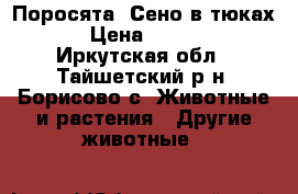 Поросята. Сено в тюках. › Цена ­ 4 000 - Иркутская обл., Тайшетский р-н, Борисово с. Животные и растения » Другие животные   